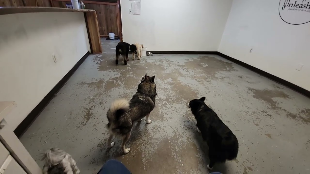 Dogs at Play: Willy No Humping!