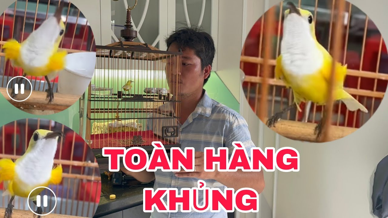 NÓNG: PHÁT HIỆN NGHỆ NHÂN NUÔI CHIM HÚT MẬT 5MÀU ĐỘT BIẾN KHỦNG  VÀ NHIỀU LOẠI CHIM HÚT MẬT CÁC LOAI