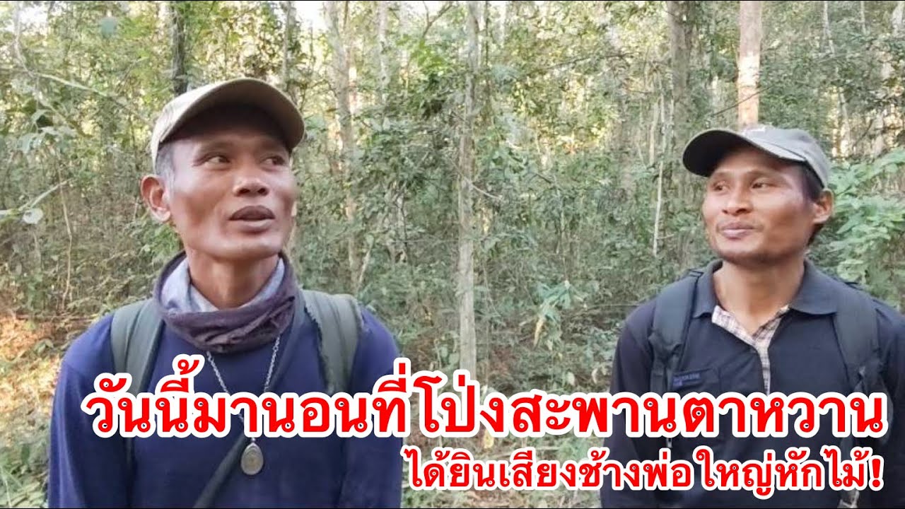 วันนี้มานอนชมบรรยากาศอยู่โป่งสะพานตาหวาน  ได้ยินเสียงช้างพ่อใหญ่หักไม้ 13/1/2569 | เด่นเดินดง
