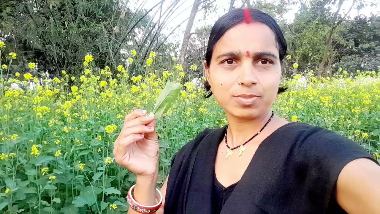 सरसो का खेत 