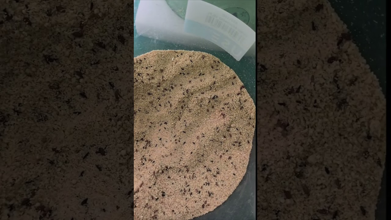 Pasta de cria  