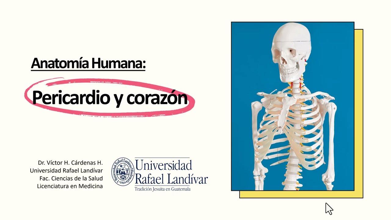 PERICARDIO Y CORAZÓN