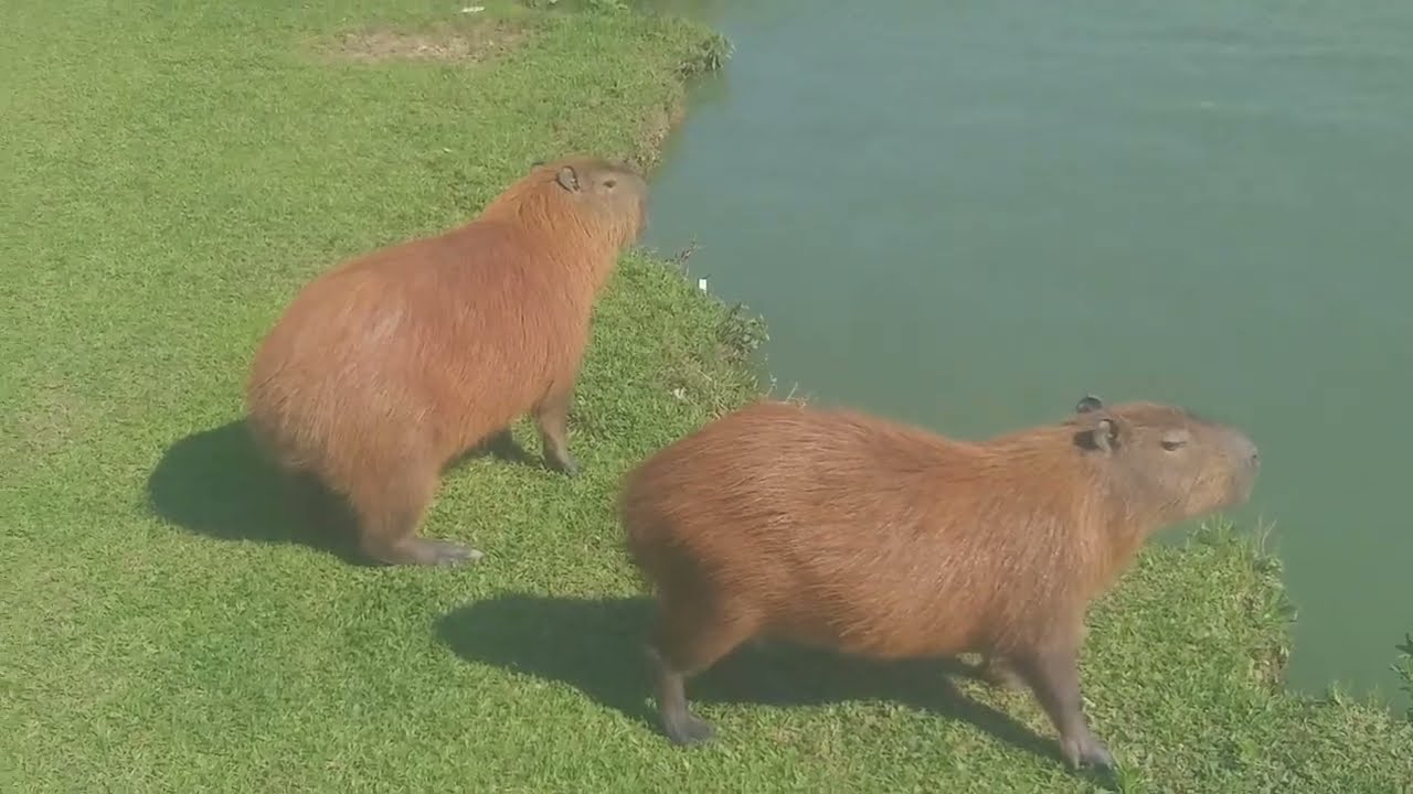 Бразилия,самый красивый парк.Brazil.sweet park