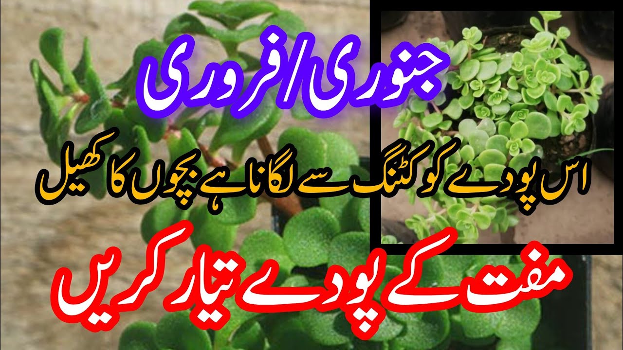 How to grow permanent hanging plant from cutting fast and easy.Grow permanent hanging plant cuttings