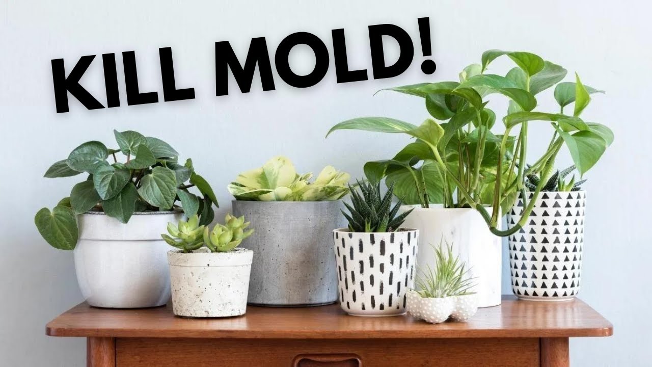 7 Powerful Houseplants that Eliminate Mold Spores!