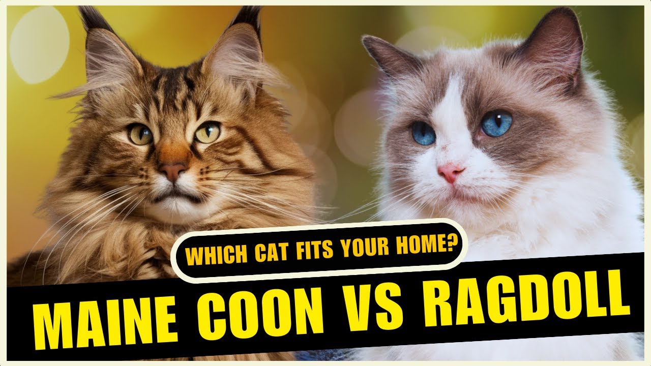 Maine Coon vs Ragdoll: Which Breed Is HARDER to Live With?
