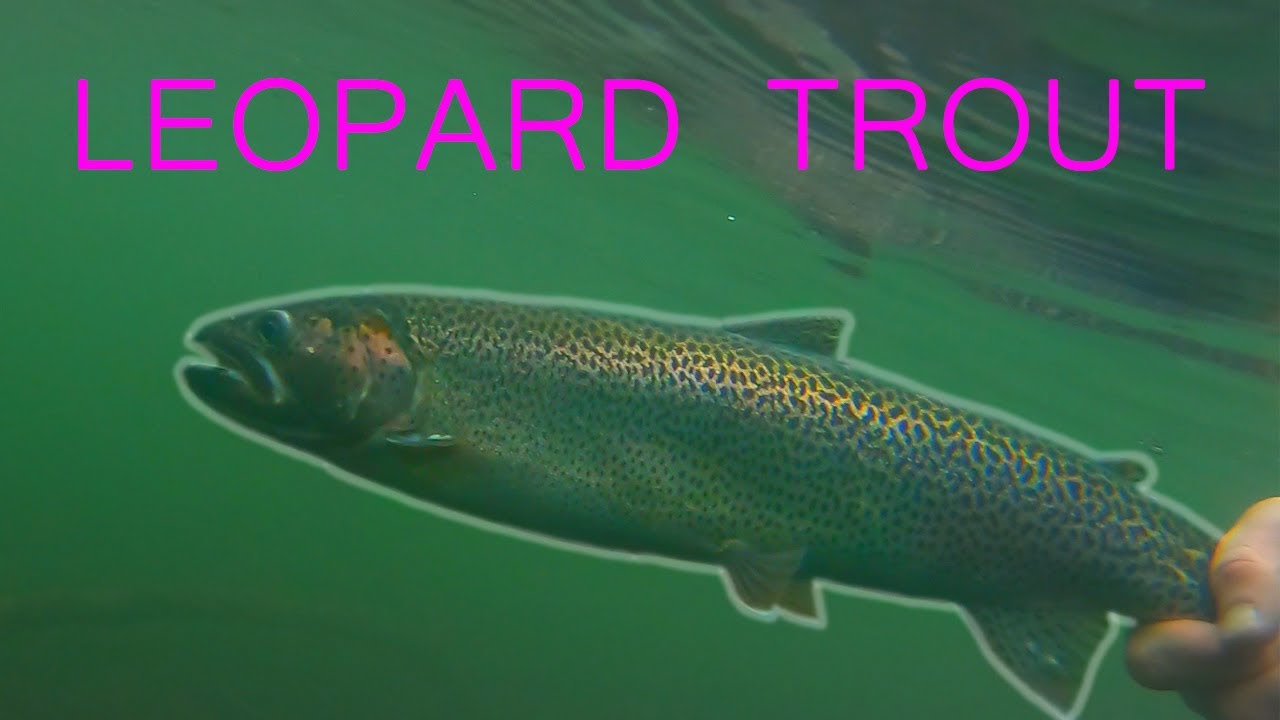 January Float Tube Fishing HARD CONDITIONS