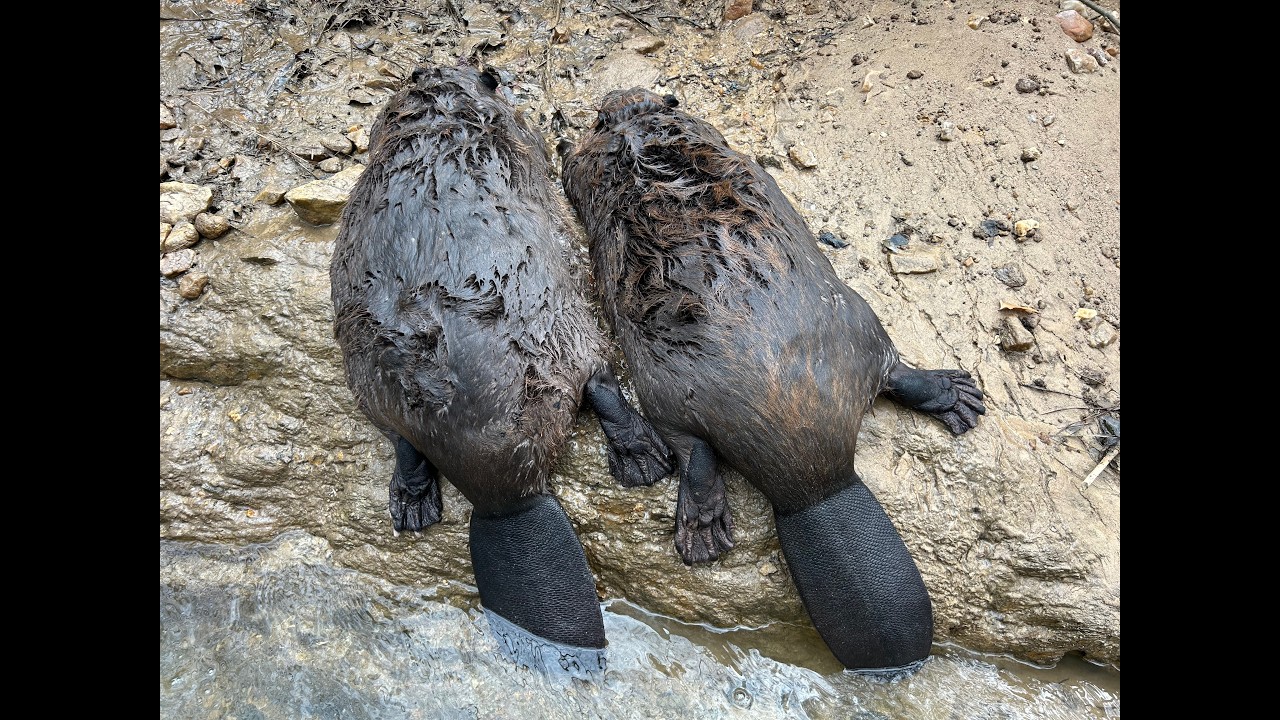 Beaver Dams DESTROYING This Creek....We Caught the Culprits (Nuisance Beaver Trapping)