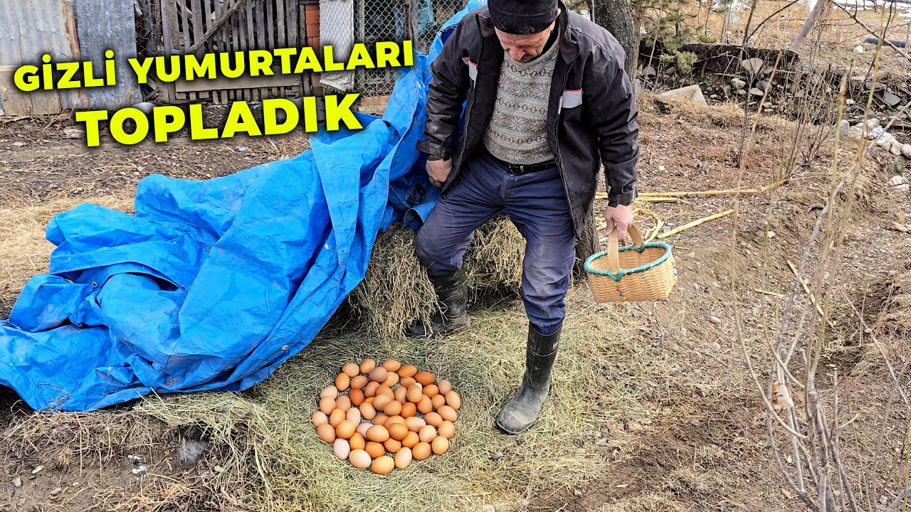 Gizli Yumurta Zulalarını Babam Topladı Ben İzledim - Yumurta Toplama - Yeni Hayvanlar Getiriyoruz