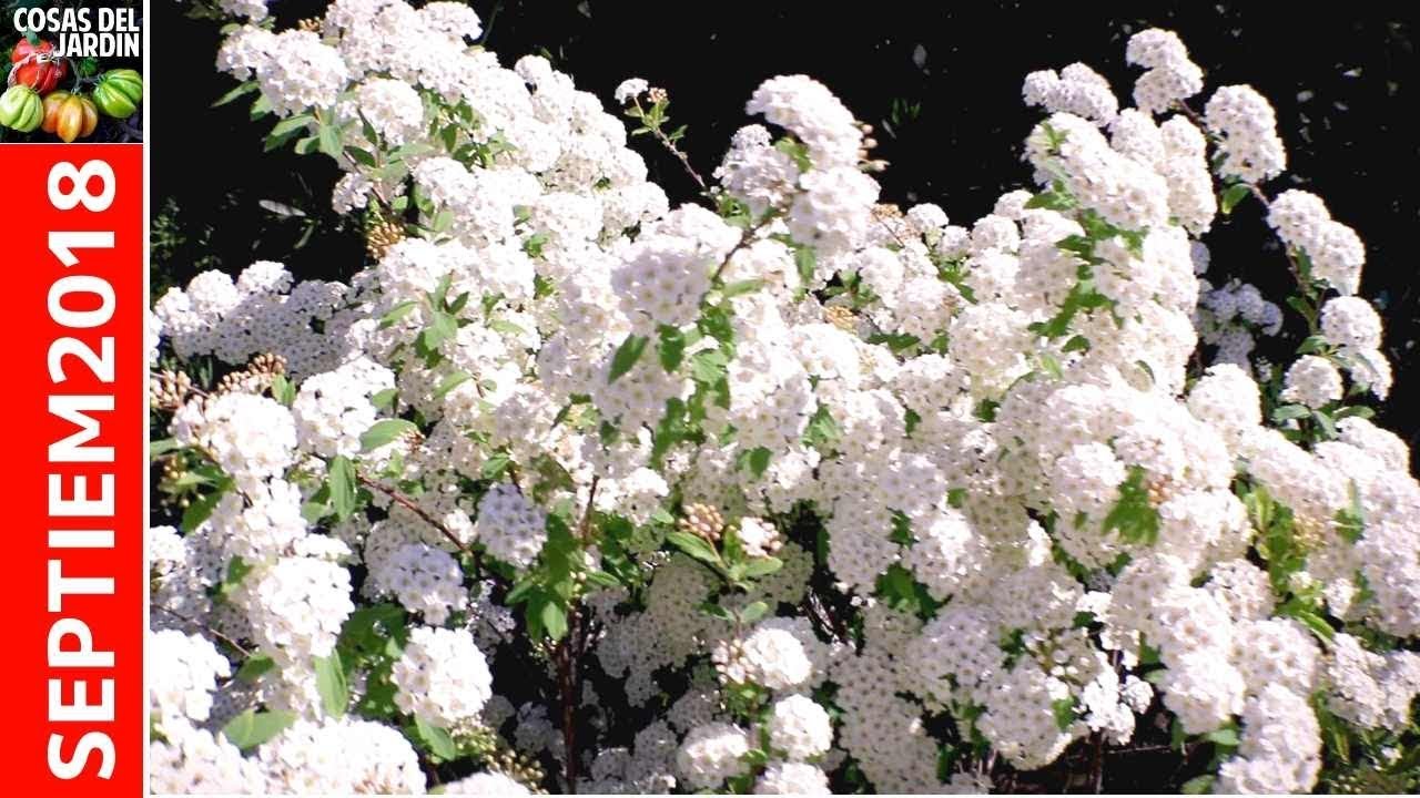 LLEGÓ LA PRIMAVERA EXPLOTA EL JARDIN!! SEPTIEMBRE 2018