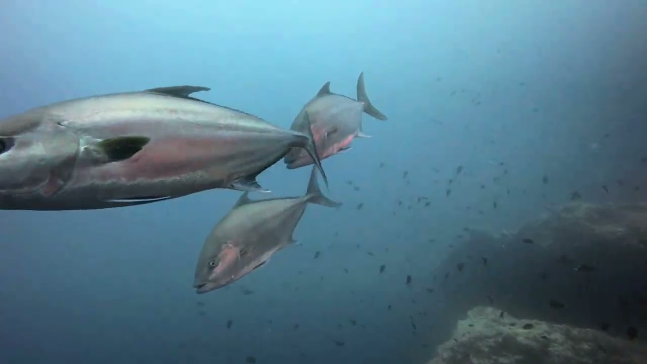 Diving Santa Maria 2025/08 - Açores - Part 5 - Formigas