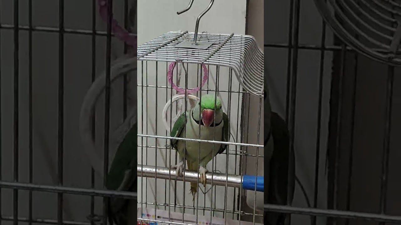 रात 11बजे बाते आती है इनको 🦜🦜