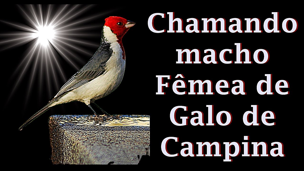 🐦NOVO Canto da fêmea de galo de campina chamando macho/Paroaria dominicana