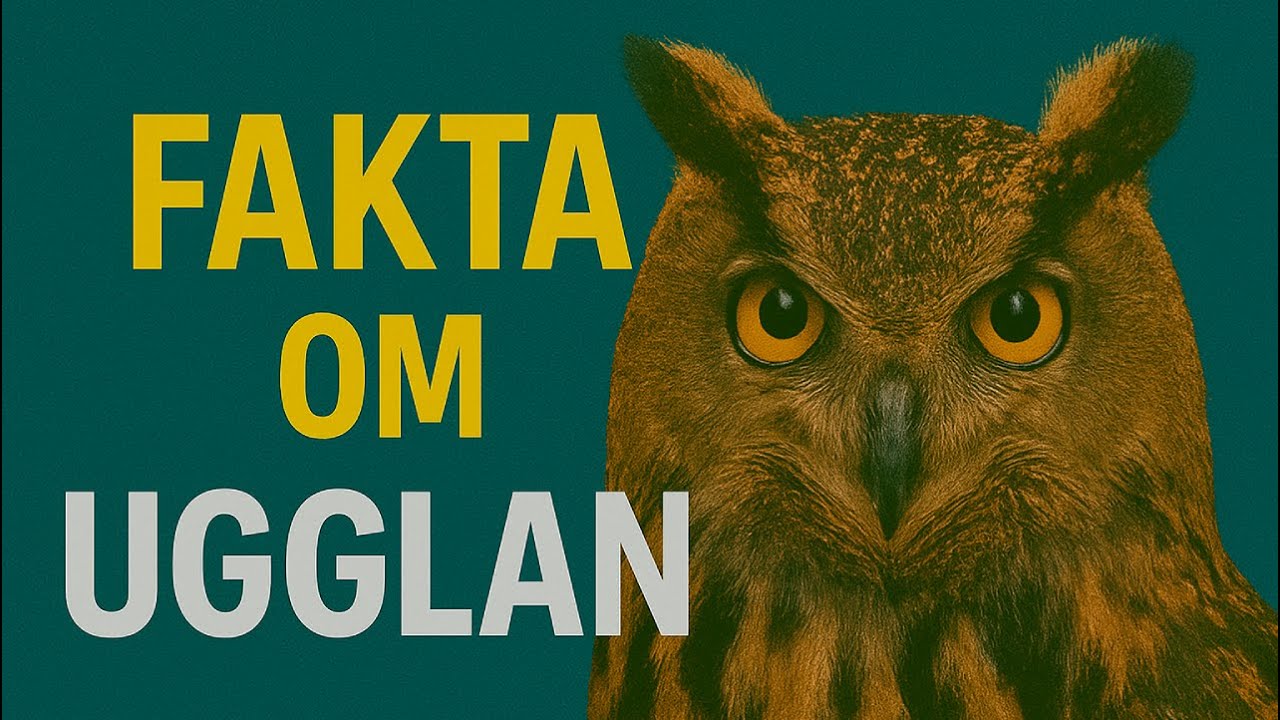 Fakta om ugglan: Sveriges tysta jägare 🦉🌟