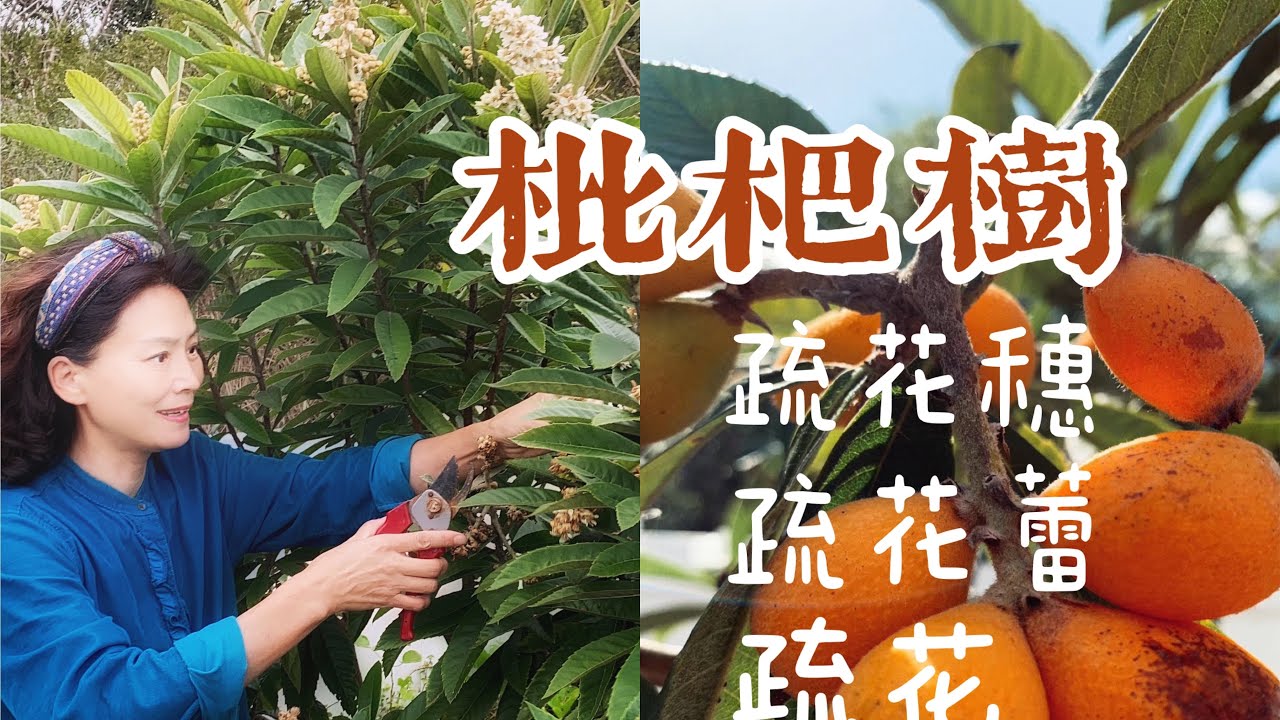 【果树种植3⃣️枇杷】要想种出优质、高产、着色好的大枇杷果，疏穗、疏蕾、疏花、剪枝、整枝一样都不能少。