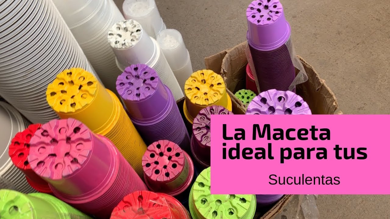 ¿Qué maceta es la correcta para nuestras plantas? Los mejores tips para ellas