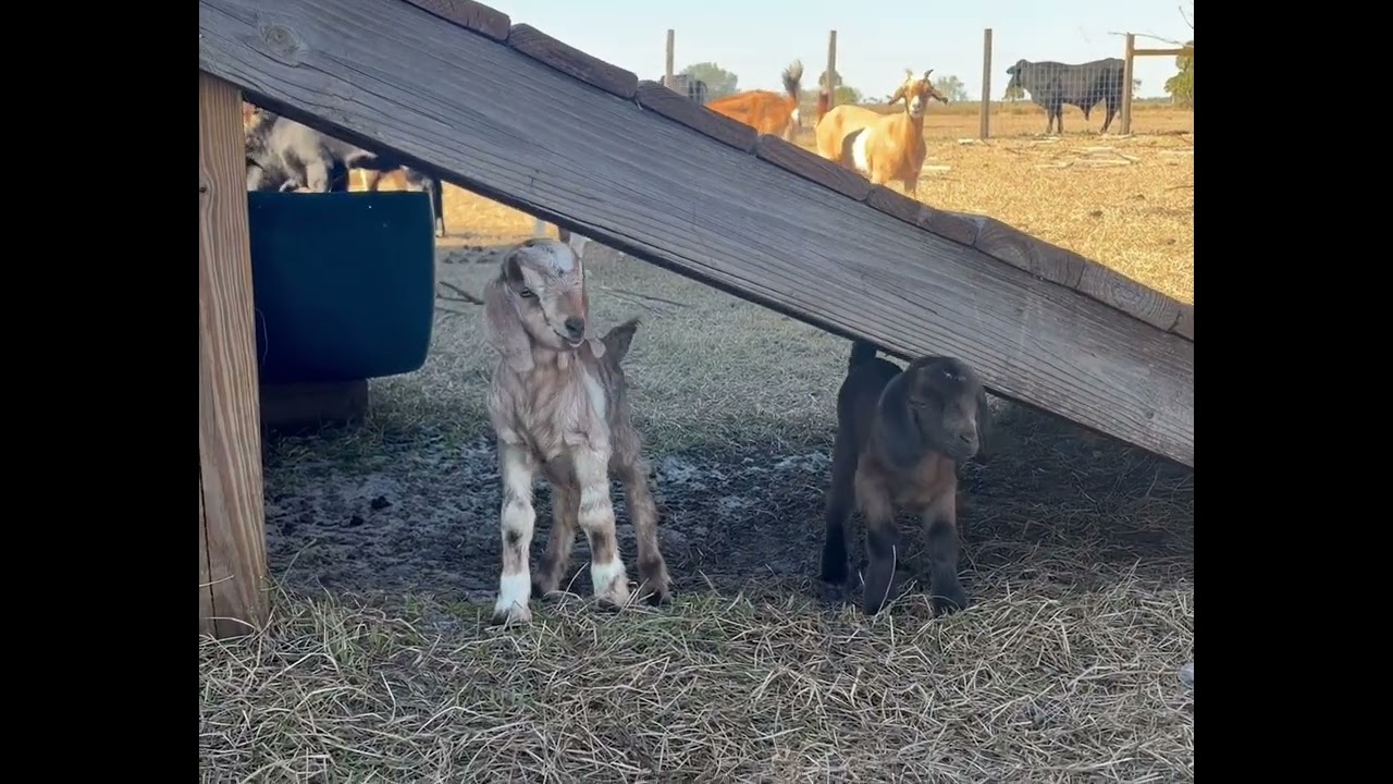 Baby goat born last night 