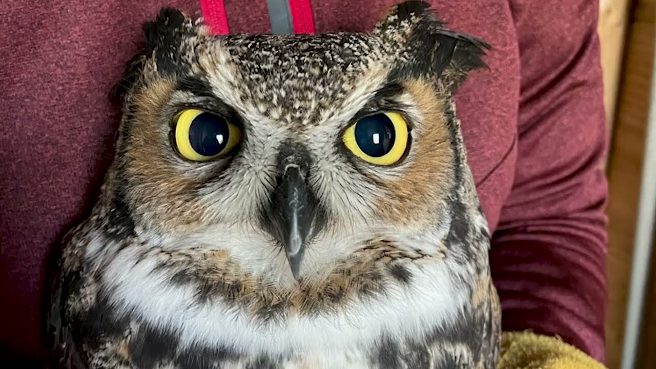 EAA Staffers Fly Great Horned Owl in Pilots N Paws Mission