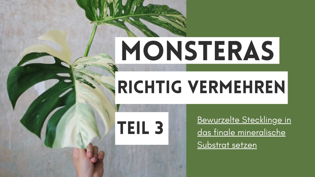 Vermehrung der Monstera deliciosa variegata Teil 3 Bewurzelte Stecklinge ins finale Substrat setzen