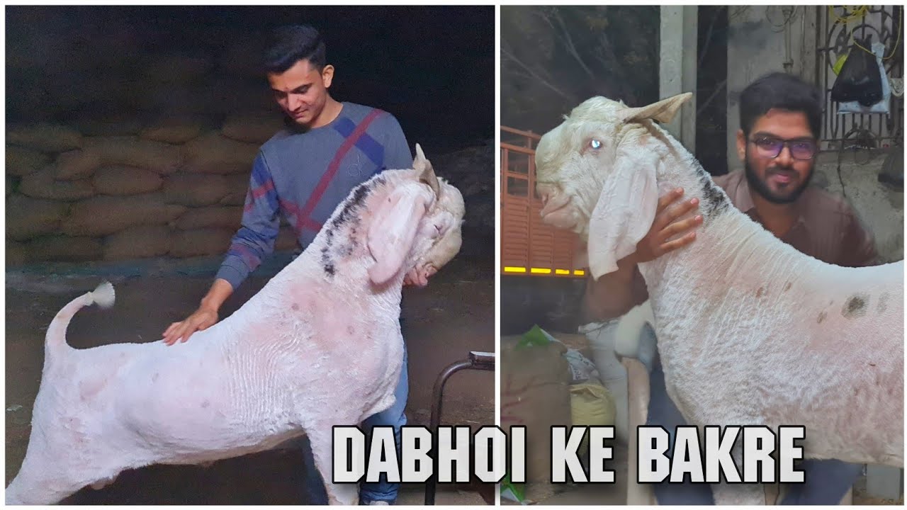 Dabhoi Ka Haider Bakra at Anadil Goat Farm