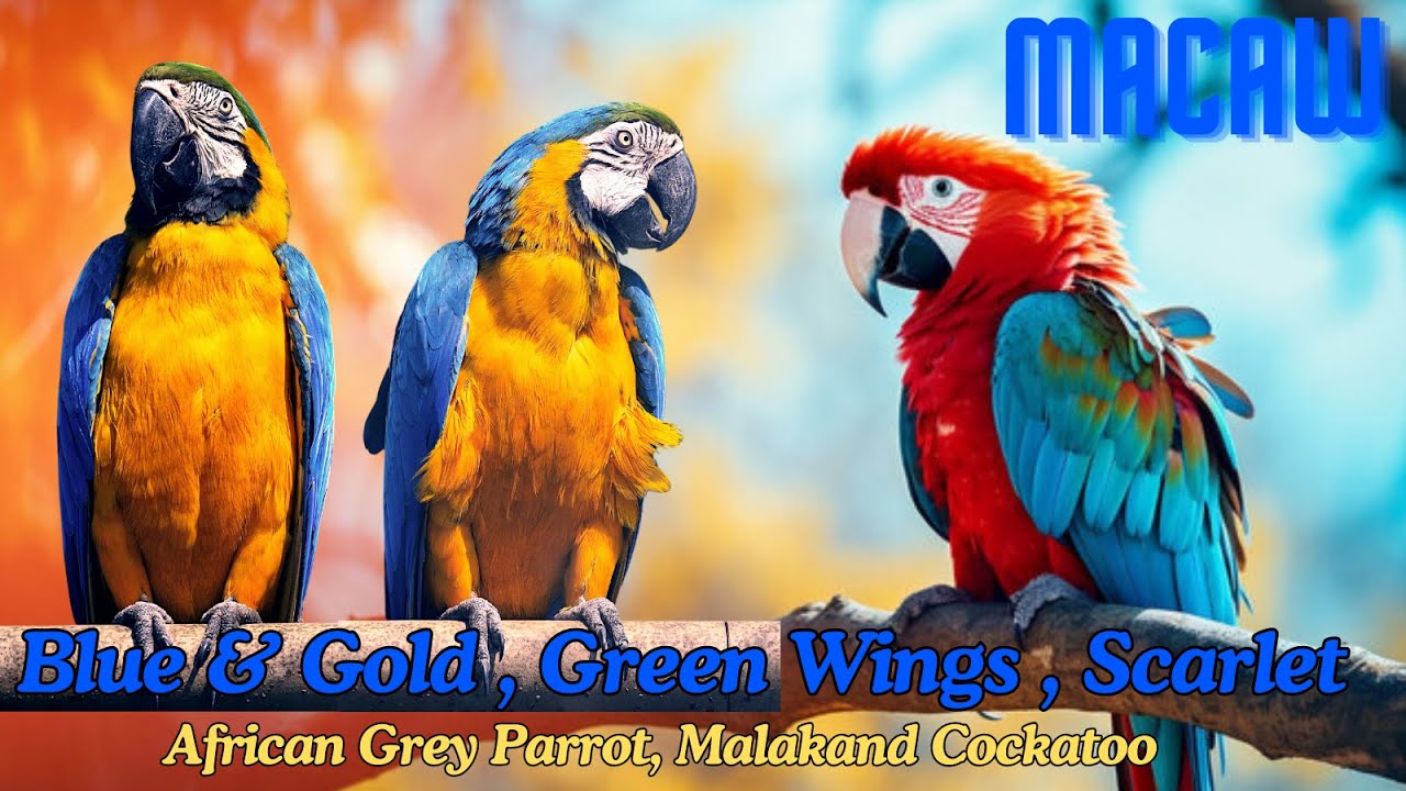 Blue & Gold Macaw | Green Wings Macaw | Scarlet Macaw | African Grey Parrot | Malakand Cockatoo
