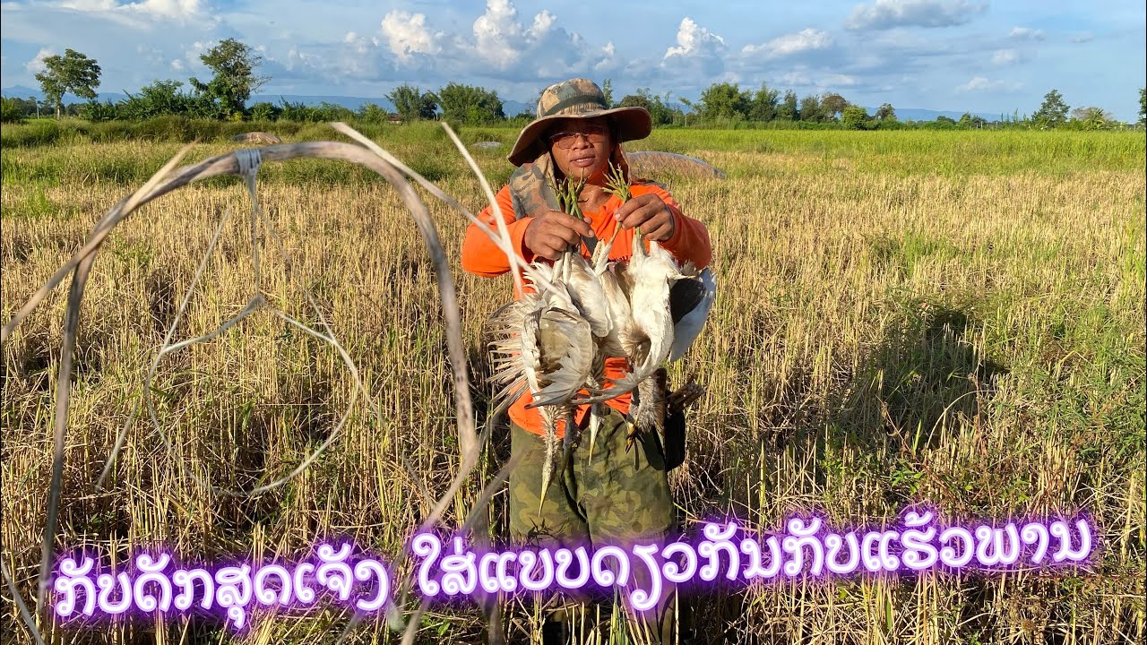 ລະດູປາຂ້ອນຕາມໄຫ່ນາໃສ່ກັບດັກແບບນີ້ງ່າຍໄດ້ຜົນຈິງ (ปลาค้อนตามทุ่งนาใส่กับดักแบบนี้ง่ายได้ผนจริง)