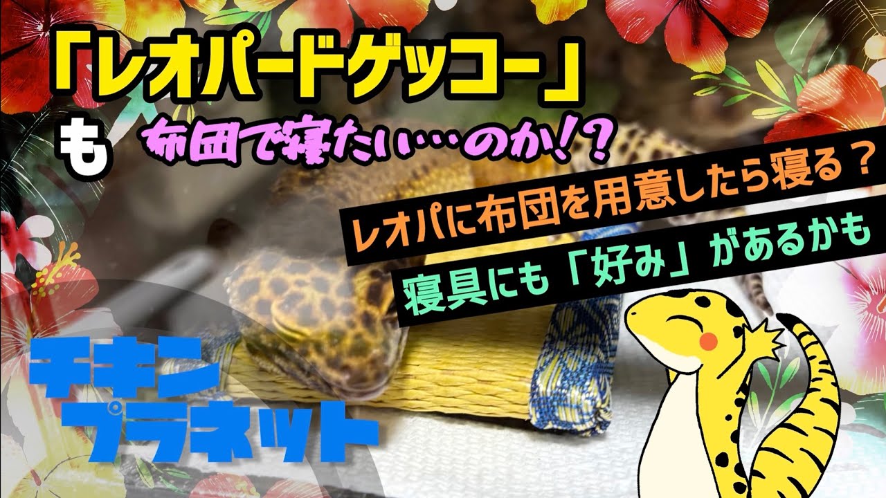 【レオパ】レオパ達は布団で寝たかった…のか！？【爬虫類】