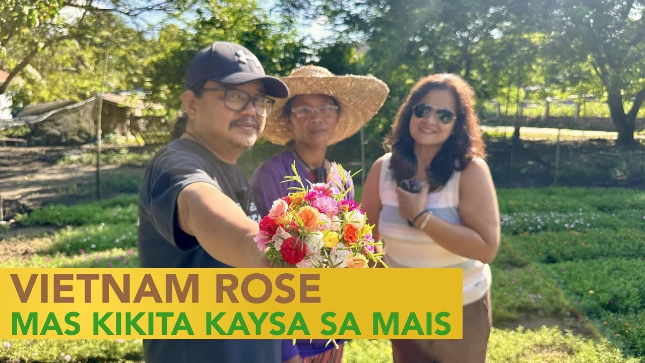 Vietnam Rose, Hindi Napapansin pero mas Magandang Pagkakitaan pala sa Mais?