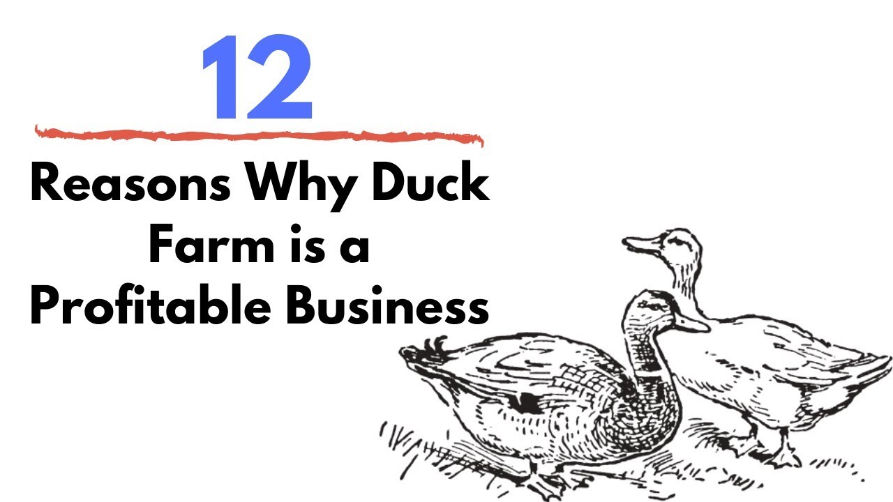 12 Reasons Why Duck Farm is a Profitable Business