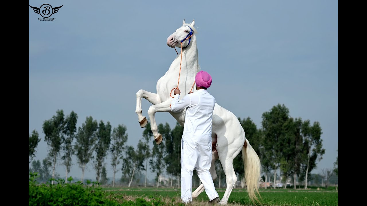 Part-02 Suraj Stud Farm Lavanya wali (92572-00021)