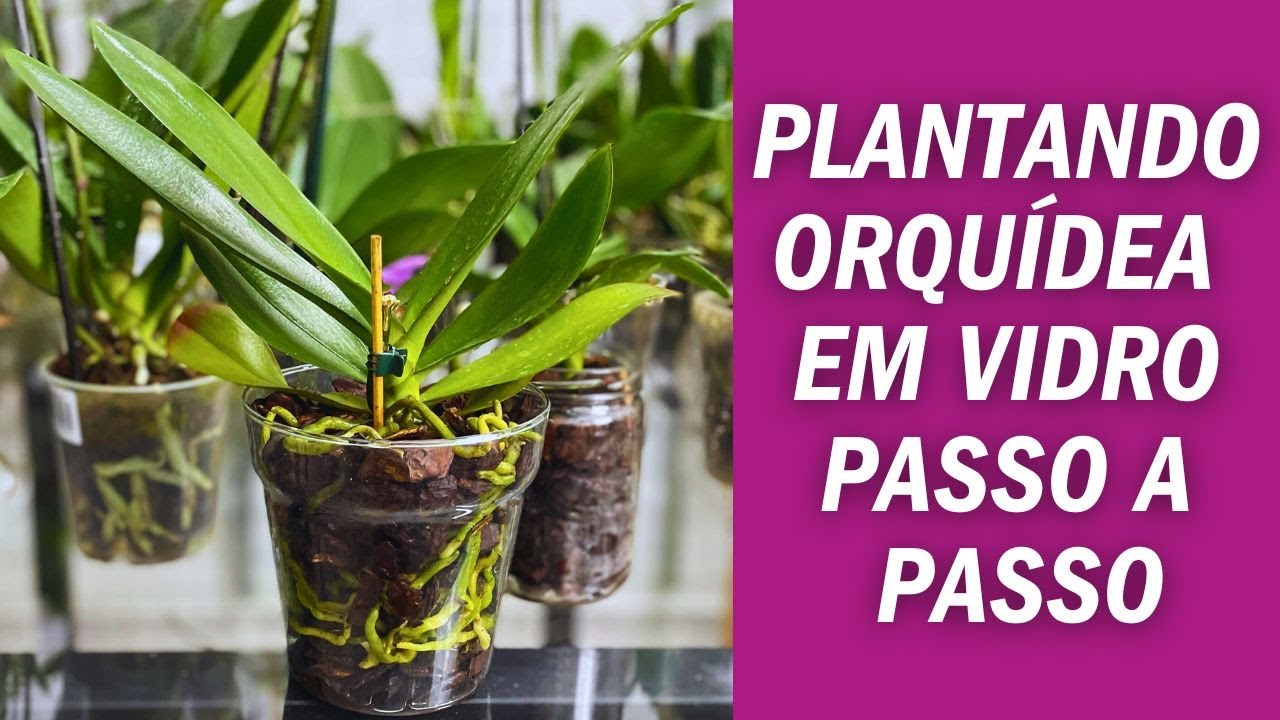COMO PLANTAR ORQUÍDEA PHALAENOPSIS EM VIDRO PASSO A PASSO JD Orquídeas