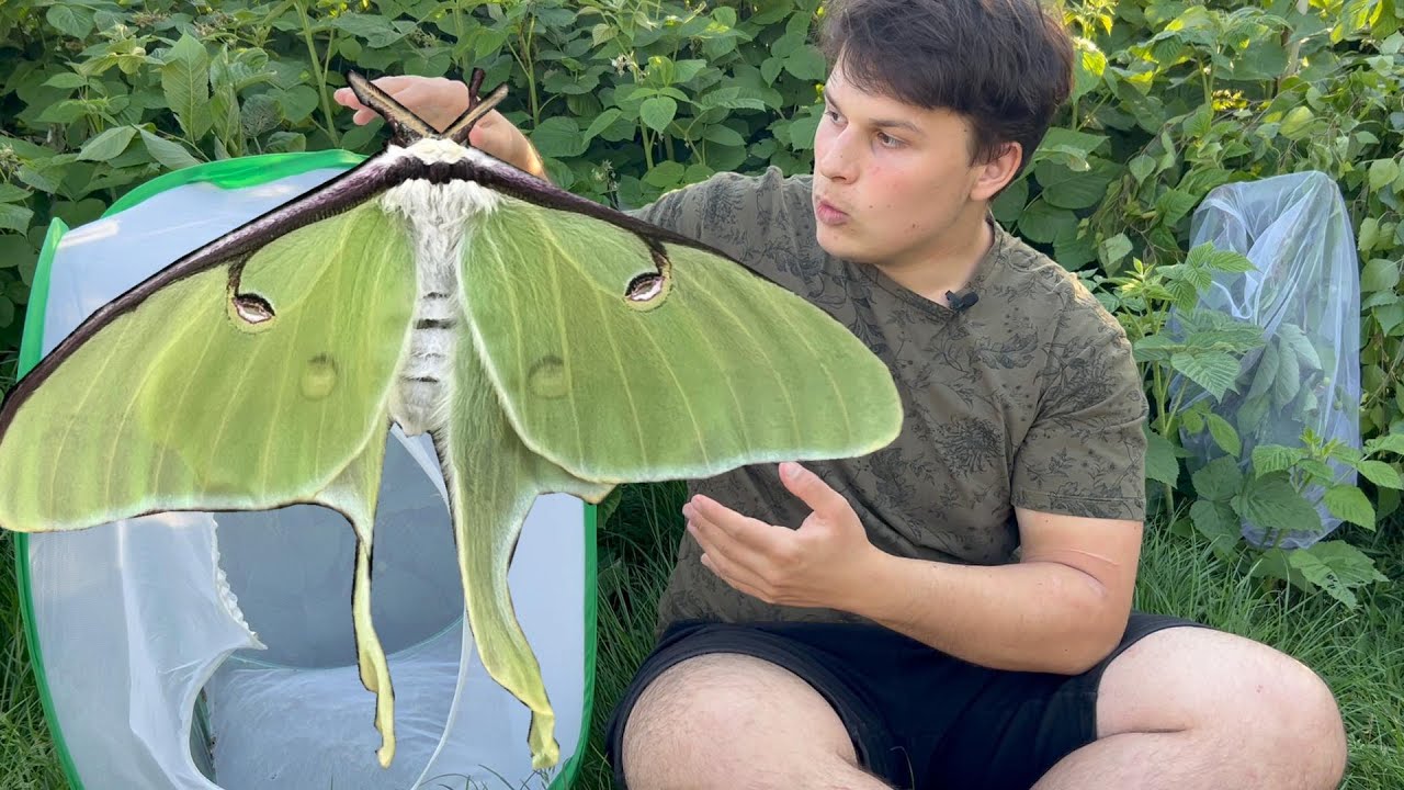 Chov motýľov: Okáň mesačný (Actias luna)