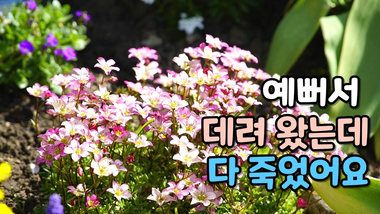 초보교실/분갈이 후 식물이 자꾸 죽는 이유