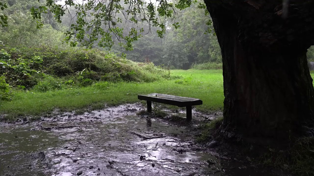 Cozy Rain Under a Tree in England | White Noise for Sleeping, Relaxing & Tinnitus