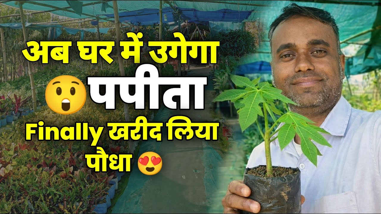Finally नर्सरी से पपीता का पौधा खरीद लिया 🌱
