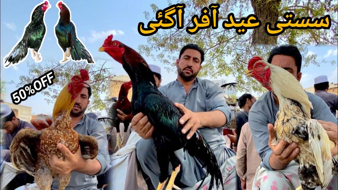 Sasti Eid offer Aagyi Eid 1st day 50%OFF|Aseel murga mandi|low price|Cheap rates