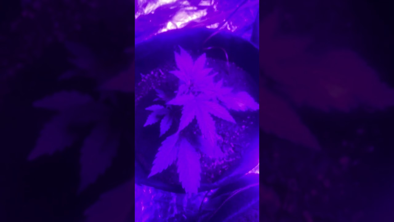 Day 25 Stardawg auto  flowers 42 fast buds