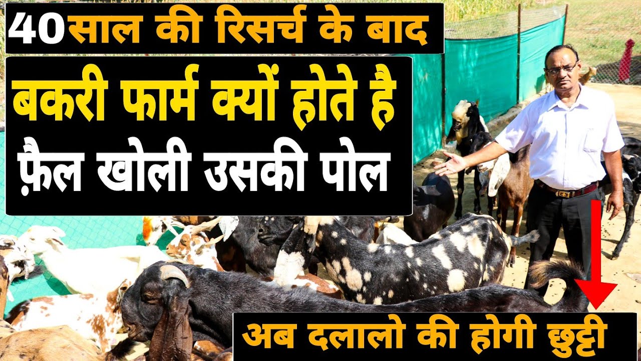 Goat Farm के फ़ैल होने का काला सच | Goat Farming In India | नया फार्म शुरू करने वाले कृपया सावधान रहे