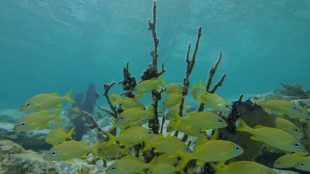 Snorkeling Maho Bay St John USVI