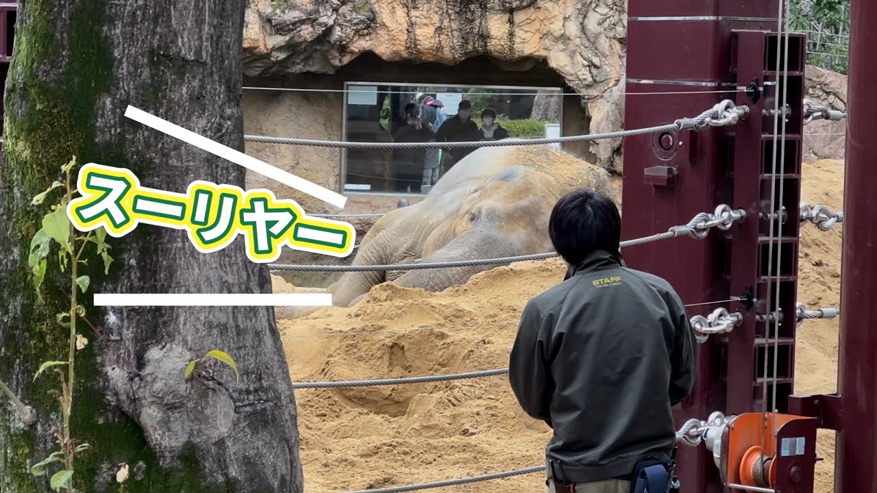 お部屋に帰る時間だけど飼育員さんが呼んでも全然起きないスーリヤさん😁　3月4日 上野動物園　アジア