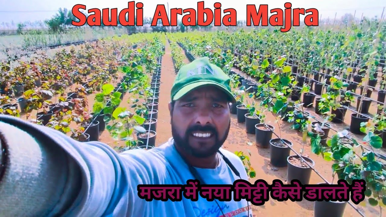 सऊदी अरब में पौधा लगाने के लिए नया मिट्टी कैसे डालें #Majra#@ShastriBahadur1#Vlog#video