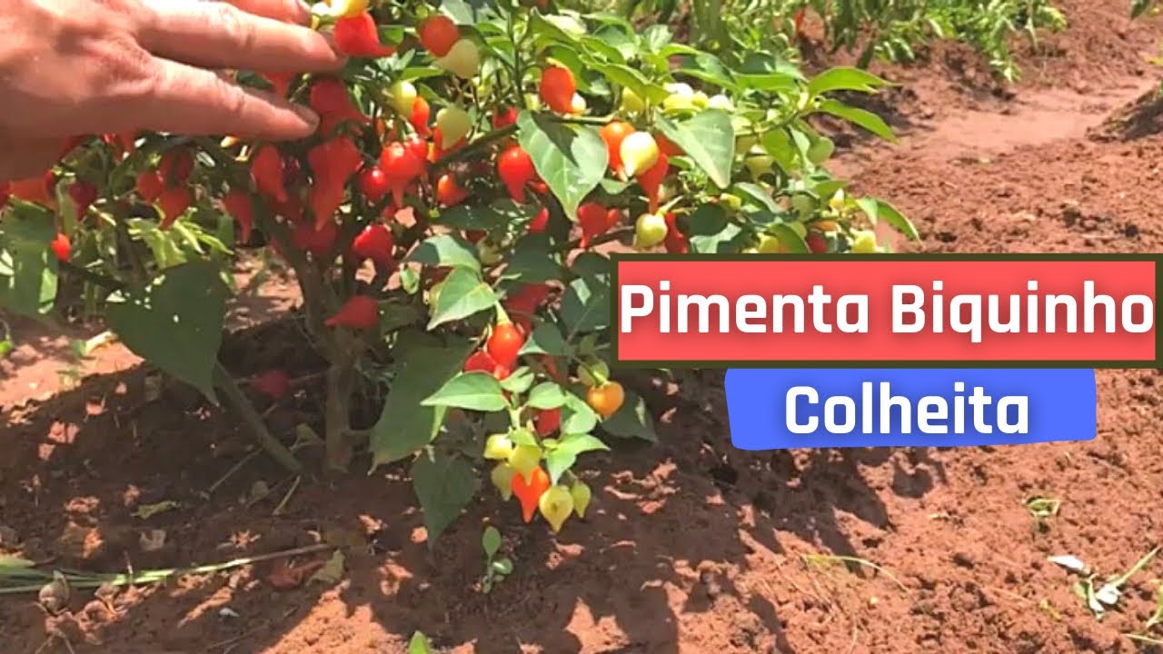 Como colher pimenta biquinho? Chegou o dia!