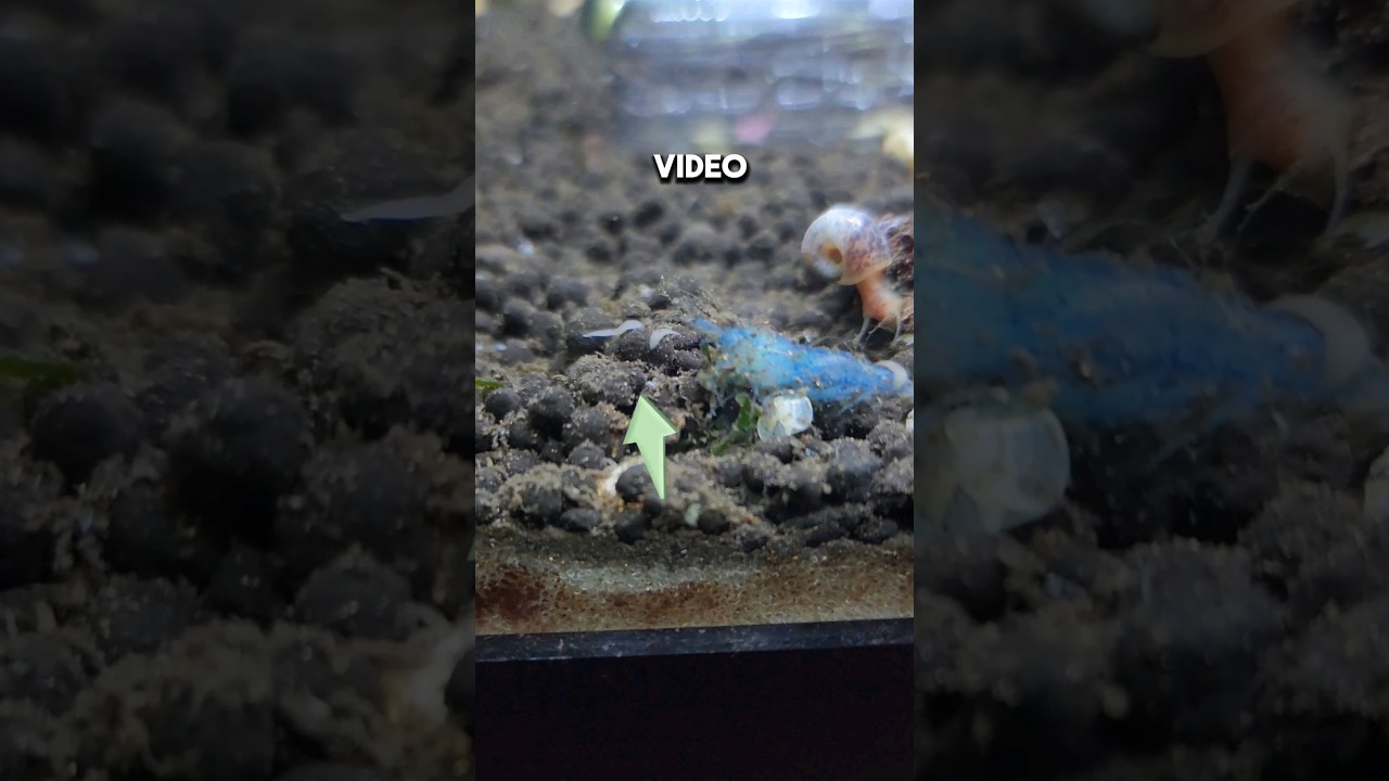 Dealing with Planaria Worms in a shrimp tank Part 2! Planaria traps vs No Planaria
