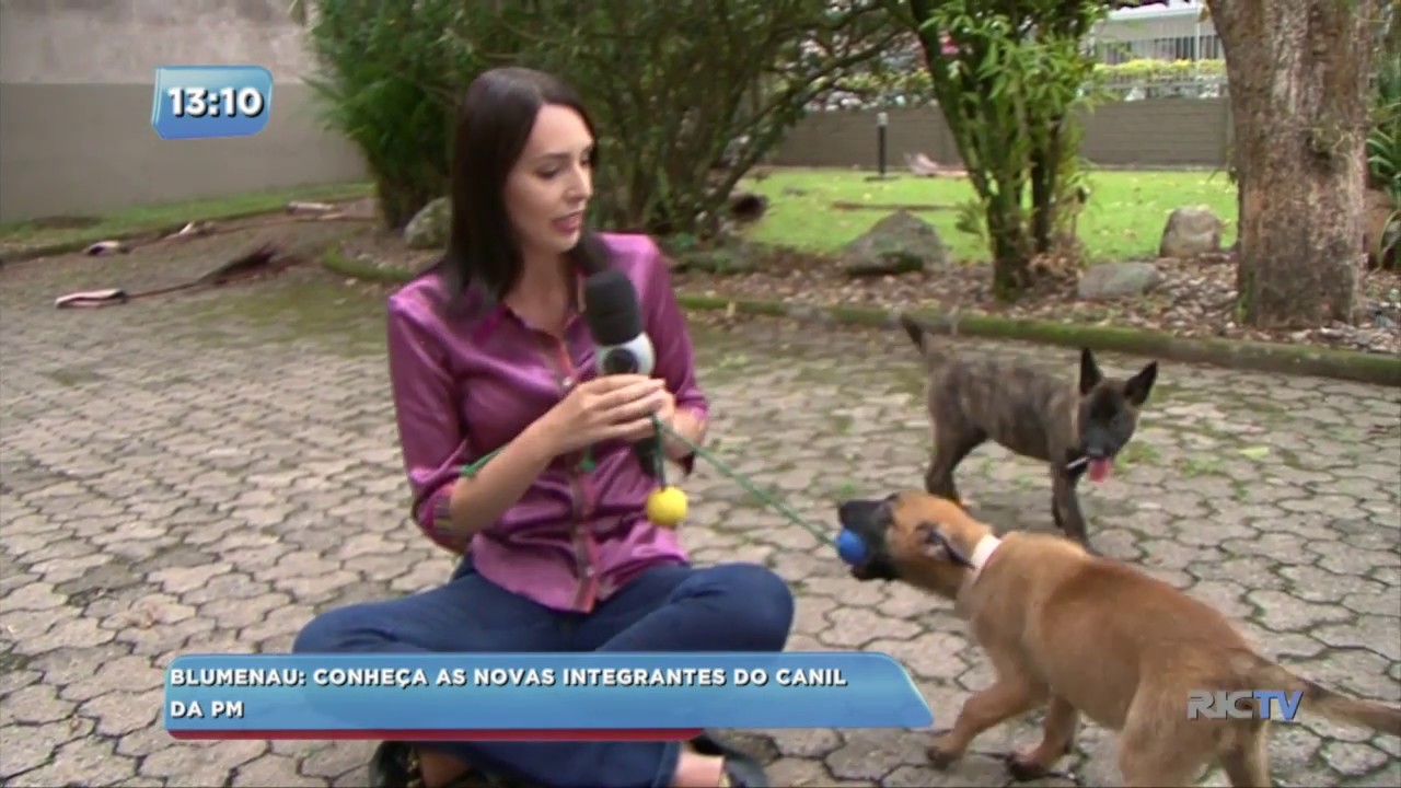 Canil da Polícia Militar ganha novos integrantes em Blumenau