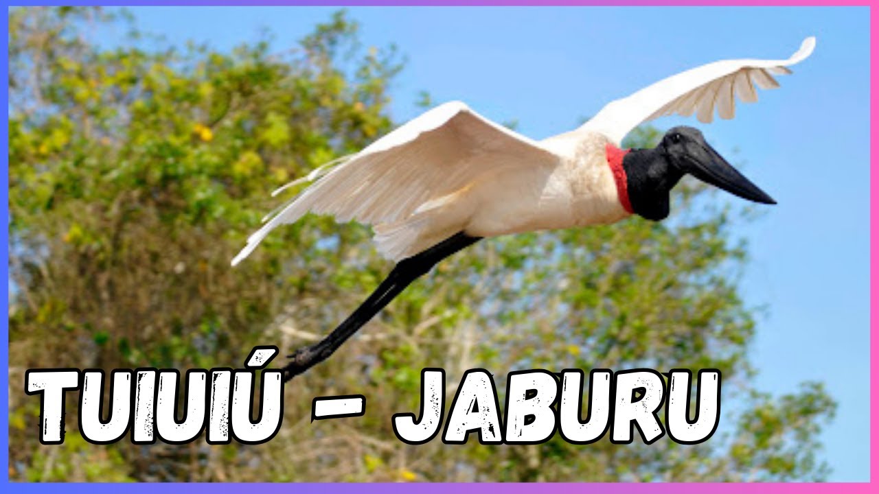 Tuiuiu - Ave simbolo do Pantanal - fatos e curiosidades