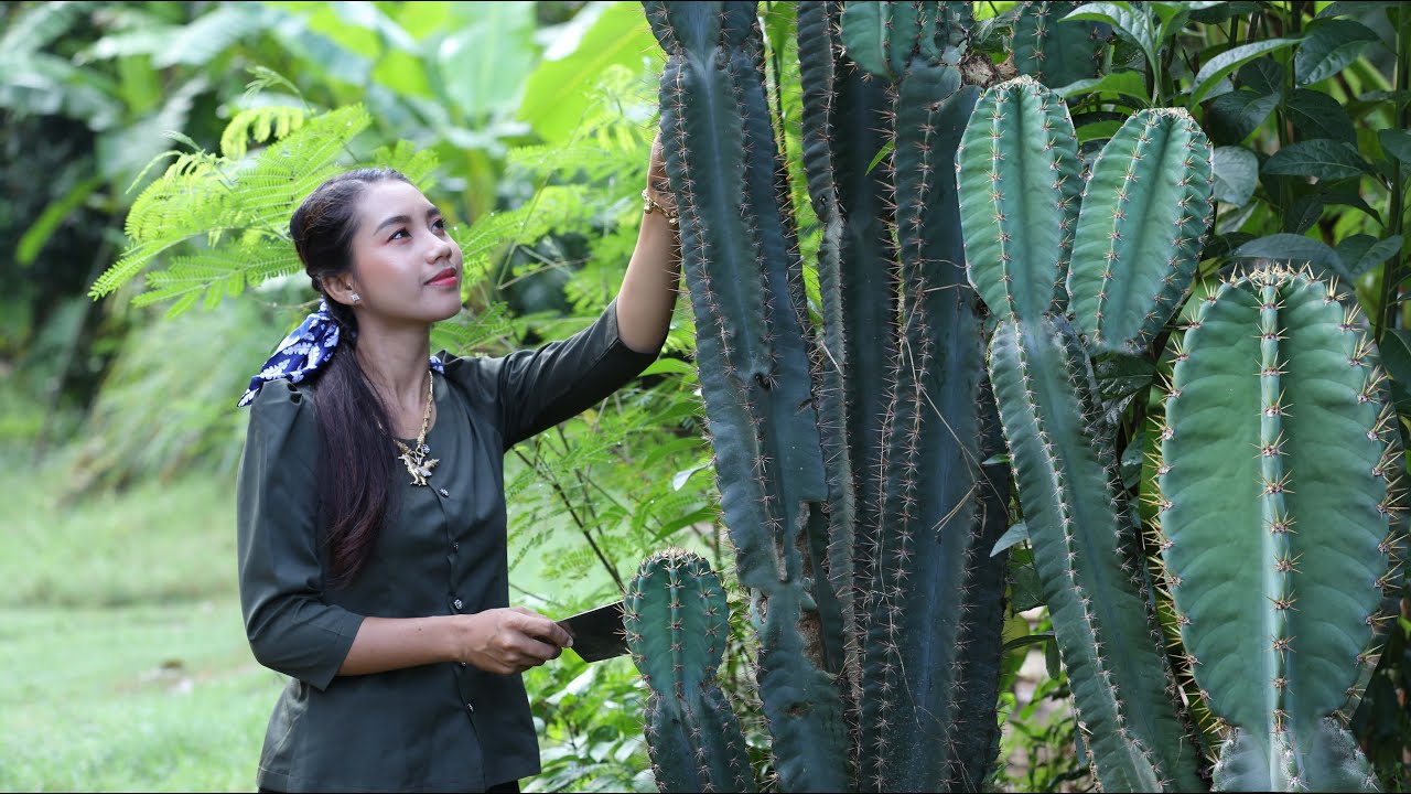 Have you ever seen this fruit in your country it call Pedro Cactus - Healthy food