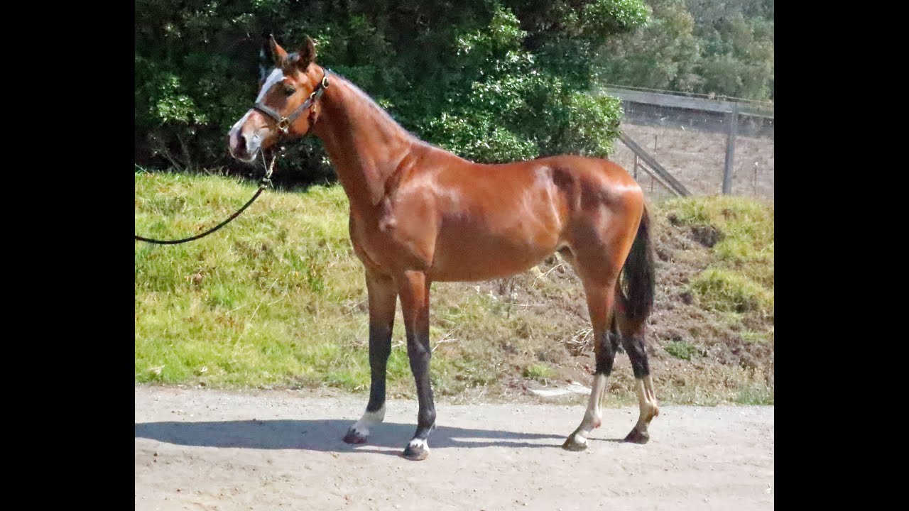 Jasira BF - 5yr mare by Lupicor from Jasnaya BF