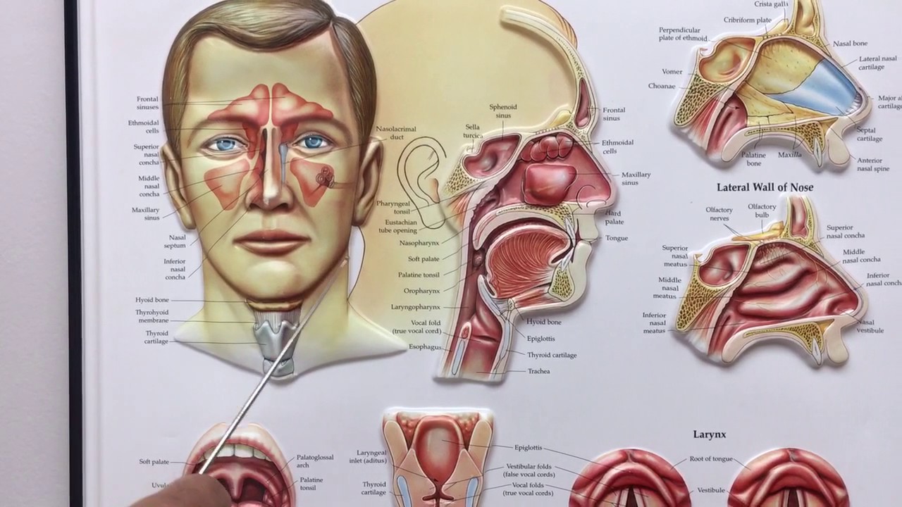 Why you should not blow your nose