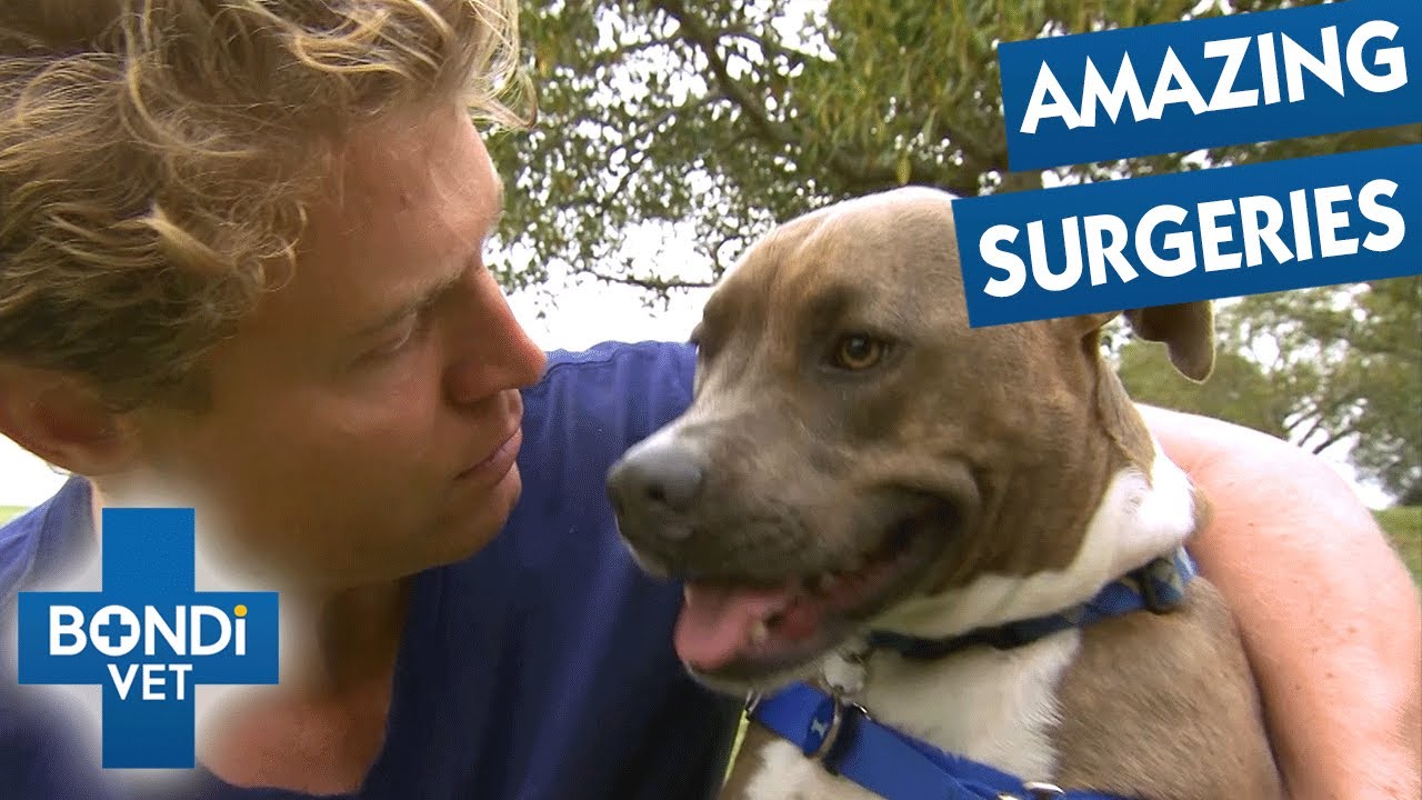 The Most Groundbreaking Surgeries From Bondi Vet! 😲