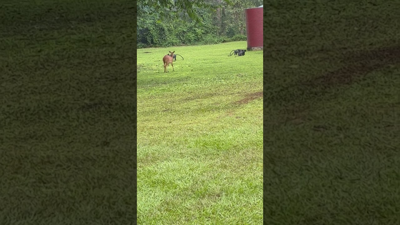 Blue monkey Inter-group conflict; Budongo Conservation Field Station; Vernon Reynolds 2025